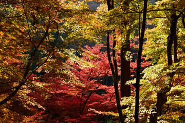 Obraz premium 紅葉した木々