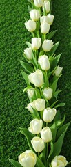 Obraz premium Blooming white tulips in a row on a green surface, lineup, pristine, progression, spring bloom, uniform