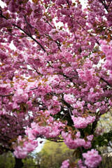 Fototapeta premium Spring pink sakura bloom branches, wide shot. Cherry Blossoming Cherry Tree In Full Bloom