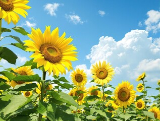 Bright yellow petals of sunflowers in a lush garden against a clear blue sky, bright yellow flowers, floral pattern