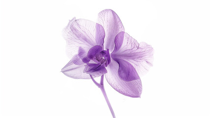 Fototapeta premium A single orchid blossom with delicate purple petals, artistically isolated on a white background.