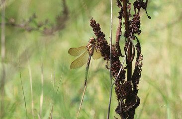 Braune Mosaikjungfer - Brown Hawker