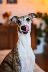 whippet licks his lips wants to eat hungry