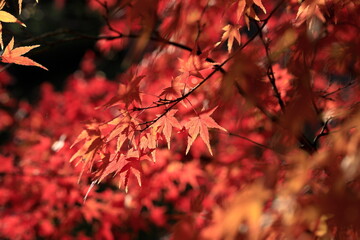 日本の秋の紅葉