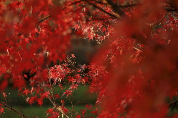 日本の秋の紅葉