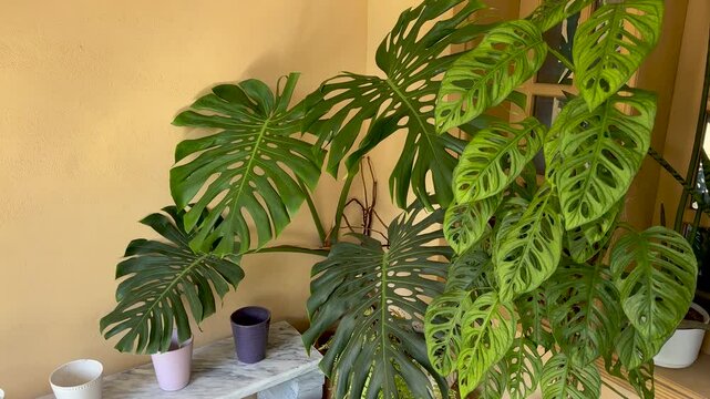 Indoor plants in decorative pots in a vibrant corner garden setup. Monstera deliciosa in indoor plant arrangement with colorful pots and lush greenery.