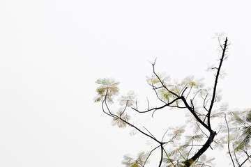 Beautiful abstract tree branches against white background 