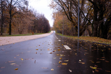 Long asphalt road with marking line in the autumn city park in overcast day