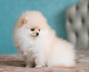 Fototapeta premium beautiful cute fluffy cream light little spitz puppies on the sofa on a blue and beige background