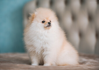 Fototapeta premium beautiful cute fluffy cream light little spitz puppies on the sofa on a blue and beige background