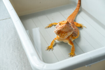 Obraz premium cute shedding bearded dragon basking and soaking in water