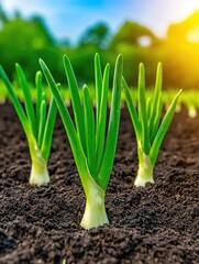Obraz premium Fresh Green Onion Sprouts Growing in Fertile Soil Under Bright Sunlight in a Vibrant Garden Setting