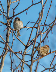Two birds are perched on a tree branch