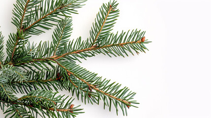 Christmas tree branch on white background