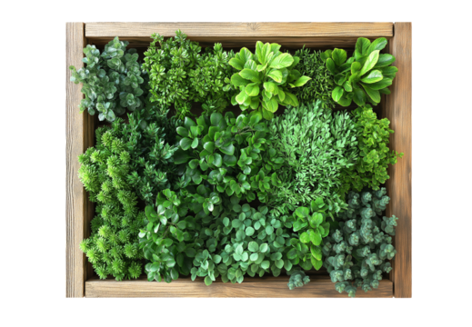 green plant in a square wooden planter box. cutout
