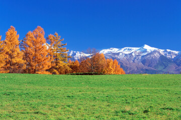 カラマツ黄葉と十勝岳連峰（美瑛町）