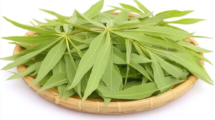 Harvesting fresh herbal leaves home garden nature photography indoor setting close-up view healthy living tips