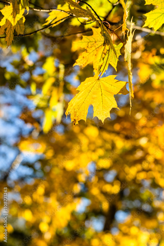 Canvas Prints yellow maple leaves and tree foliage in background