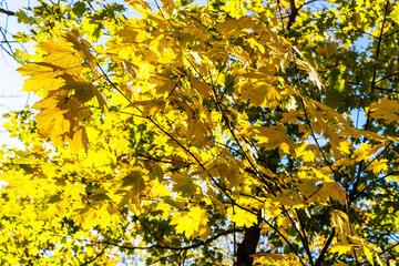 maple tree branch with yellow leaves in autumn