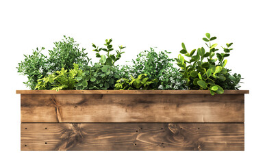 green fresh plants in wooden planter box, white transparent background. cutout