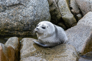 Spotted seal pup (Phoca largha) resting on the rocks in the Bering Sea, Beringia National Park, Chukotka, Russian Far East