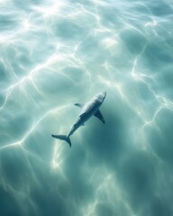 Naklejka premium A Majestic Shark Swimming Gracefully Beneath the Sparkling Surface of Crystal Clear Water, Showcasing the Beauty of Marine Life and Ocean Ecosystems