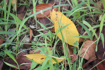 Image of fallen leaves on the Daecheongcheon walking trail
