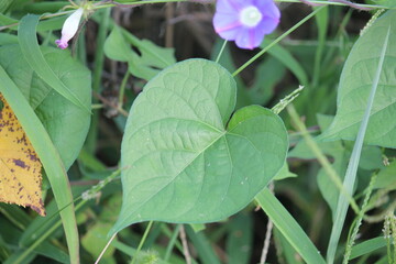 Obraz premium Image of American trumpet flowers blooming on the Daecheongcheon trail