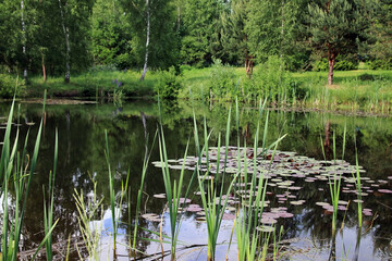 summer in the village on the pond