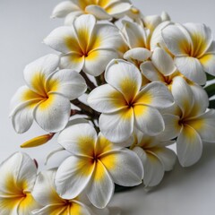 Fototapeta premium A blooming plumeria flower with white and yellow petals, against a clean white background.