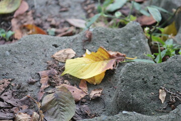 Image of fallen leaves on the Daecheongcheon walking trail

