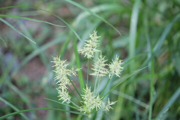 Obraz premium Image of the blooming Neodobangdongsani on the Daecheongcheon Stream Trail