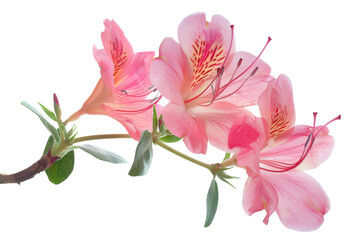 Beautiful pink azalea flowers bloom on a branch against a bright white background during springtime