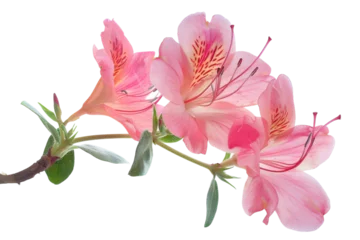Fotobehang Beautiful pink azalea flowers bloom on a branch against a bright white background during springtime © Your Choice