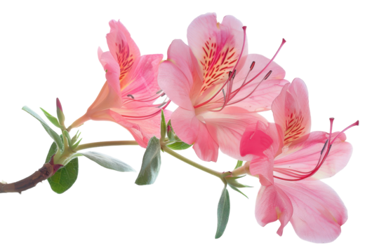 Beautiful pink azalea flowers bloom on a branch against a bright white background during springtime