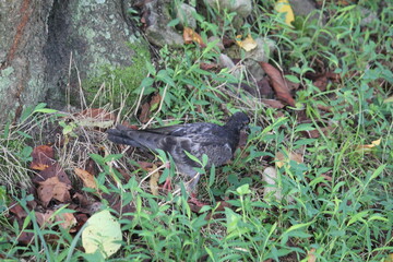 Obraz premium Image of pigeons searching for food on the Daecheongcheon trail 