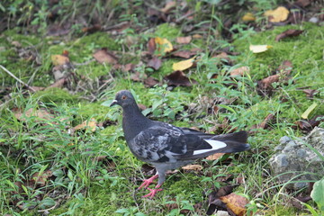 Fototapeta premium Image of pigeons searching for food on the Daecheongcheon trail 