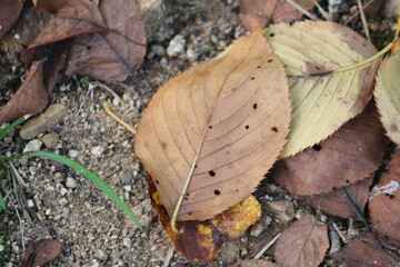 Image of fallen leaves on the Daecheongcheon walking trail
