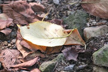 Fototapeta premium Image of fallen leaves on the Daecheongcheon walking trail 