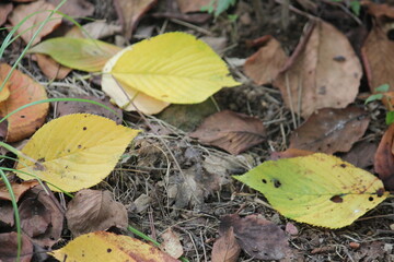 Image of fallen leaves on the Daecheongcheon walking trail

