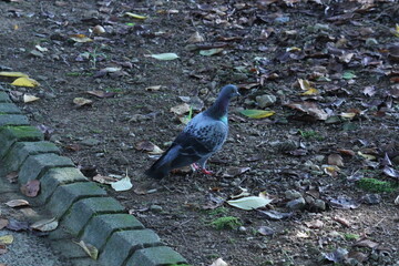 Image of pigeons searching for food on the Daecheongcheon trail
