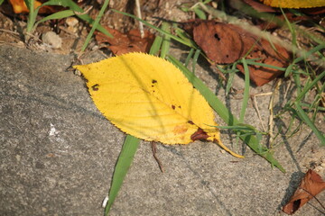 Image of fallen leaves on the Daecheongcheon walking trail
