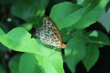 Image of a butterfly sitting on a flower petal blooming on the Daecheongcheon Stream trail