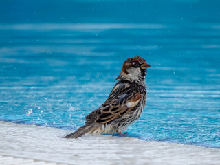 Morning toilet of a willow sparrow (Passer hispaniolensis) at a pool in Kyrenia.