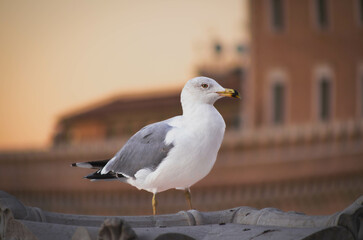 Fototapeta premium Seagull Against a Sunset Backdrop