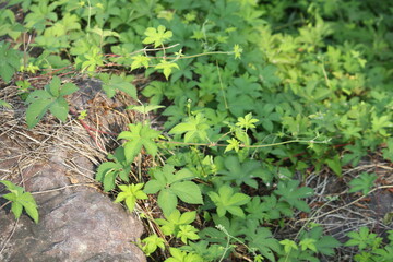Obraz premium Image of the blooming ginseng vines on the Daecheongcheon Stream trail