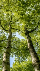 Fototapeta premium Two majestic birch trees tower above, their lush green leaves creating a vibrant canopy against a clear sky.