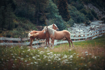 horses in the mountains