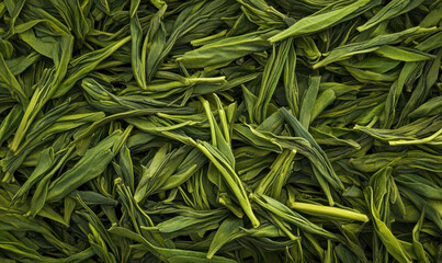 Fototapeta premium Freshly picked green tea leaves vibrant green close up natural healthy refreshing invigorating organic tea leaves plant food beverage texture background nature agriculture harvest spring summer green