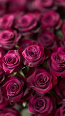Obraz premium Close-up of vibrant, deep pink roses arranged beautifully, showcasing their lush petals and rich colors.